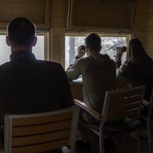 Opazovanje rjavega medveda