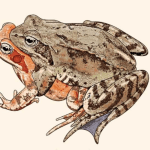 Razstava ilustracij narave: Paul Veenvliet - Narava uči umetnost
