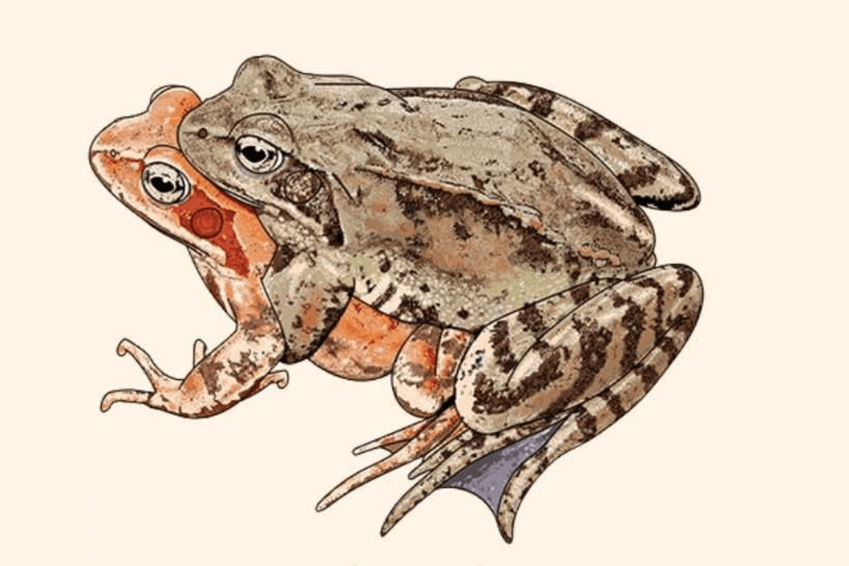 Razstava ilustracij narave: Paul Veenvliet - Narava uči umetnost