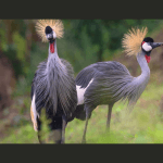 Fotografska razstava Dušana Barage in Zorana Vidriha: Uganda