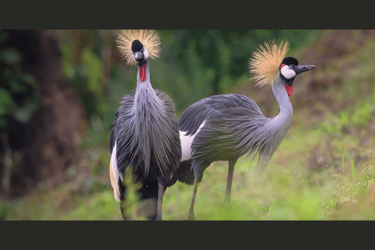 Fotografska razstava Dušana Barage in Zorana Vidriha: Uganda